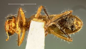 Media type: image;   Entomology 3574 Aspect: habitus ventral view